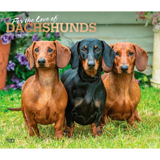 BrownTrout; For the Love of Dachshunds | 2027 14 x 24 Inch (Hanging) Monthly Deluxe Wall Calendar | Foil Stamped Cover | Plastic-Free; Category:Wall Calendars; Image:1